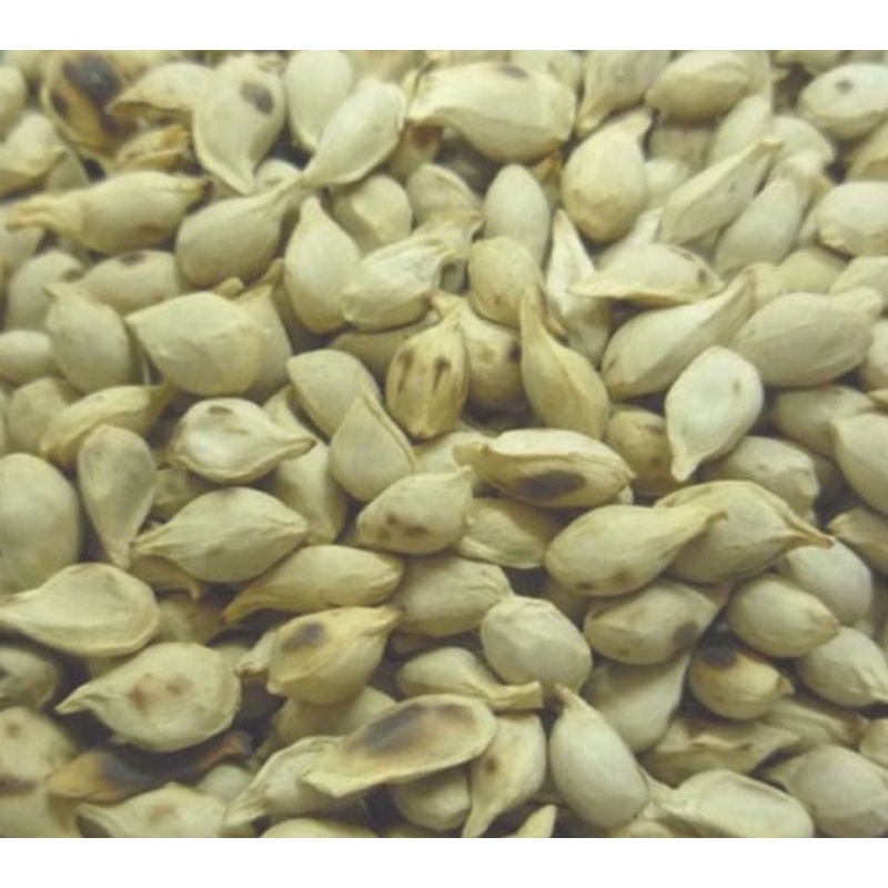 1KG 1 KG 1000 G GR GRAM GAN JU HE CITRUS TANGERINE SEED SEEDS SEMEN CITRI RETICULATAE