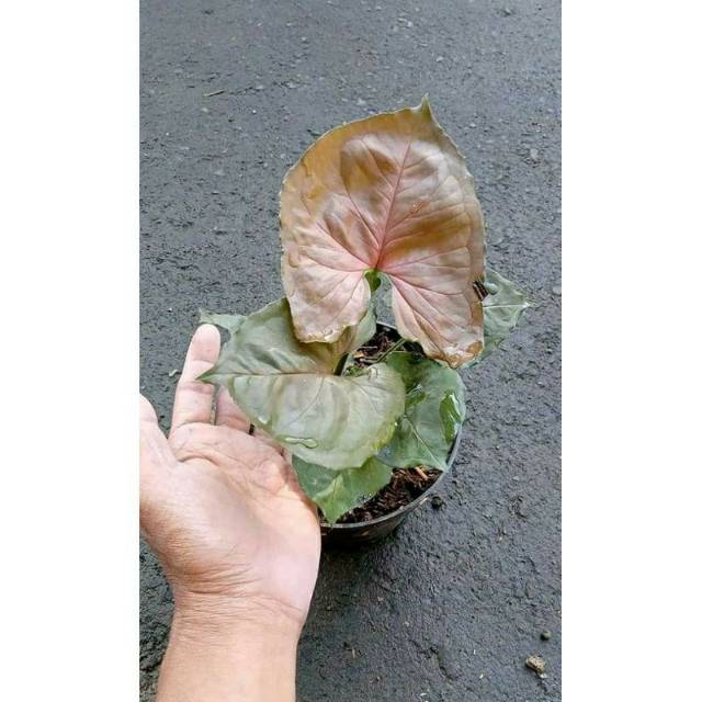 tanaman hias syngonium pink allusion
