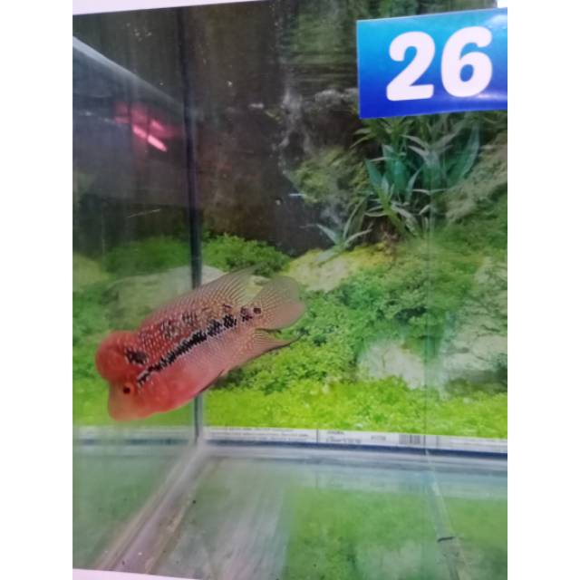 Ikan lohan srd 26 uk 08-10cm (3jari)