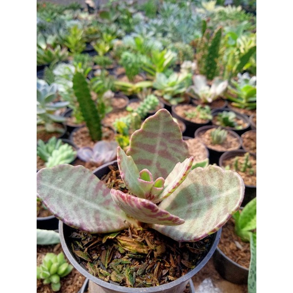 Sekulen kalanchoe toke serat loreng + Freepot