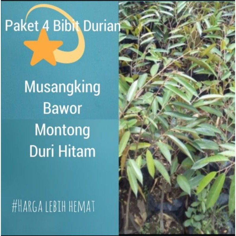 paket 4 bibit durian musangking, bawor, Montong, duri hitam