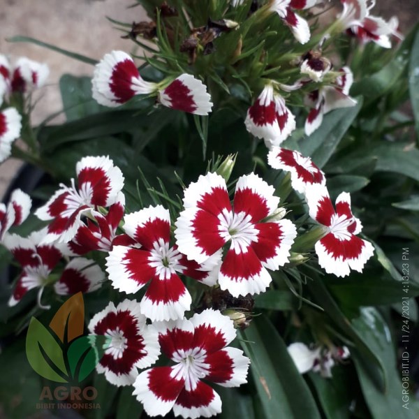 Tanaman Hias Bunga Anyelir Putih Merah