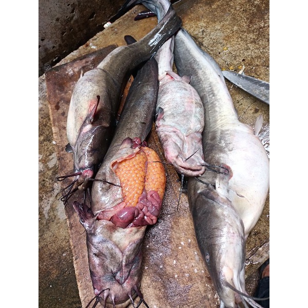 

ikan Sembilang bertelur segar 1kg