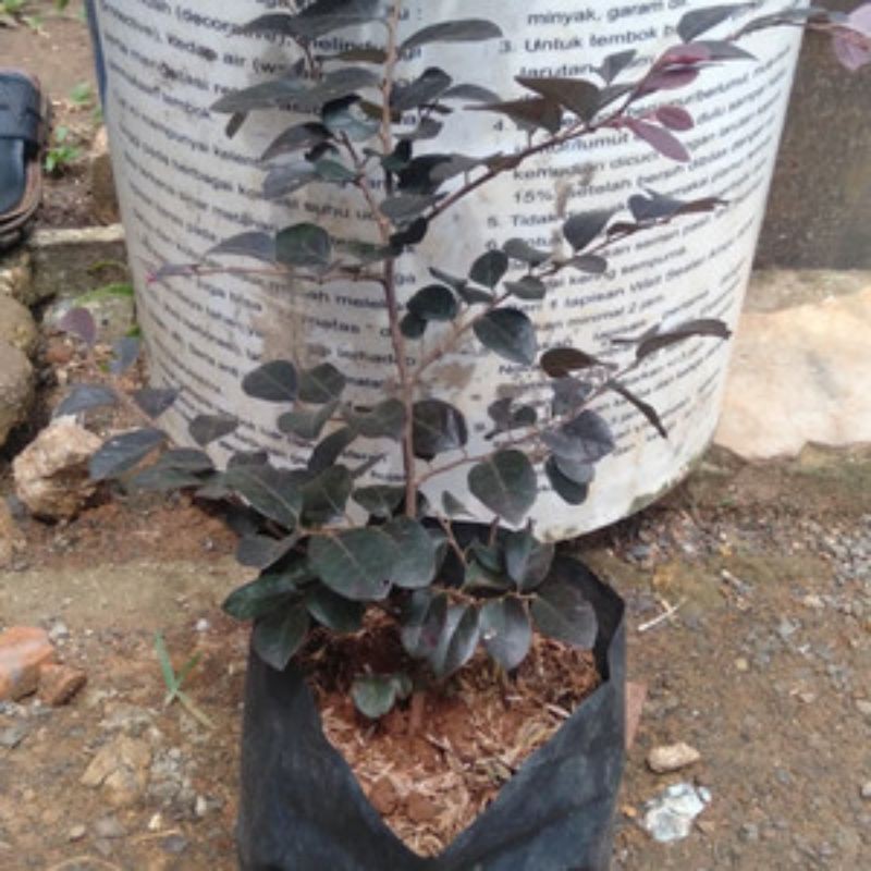 tanaman hias serut merah - bibit bonsai serut merah