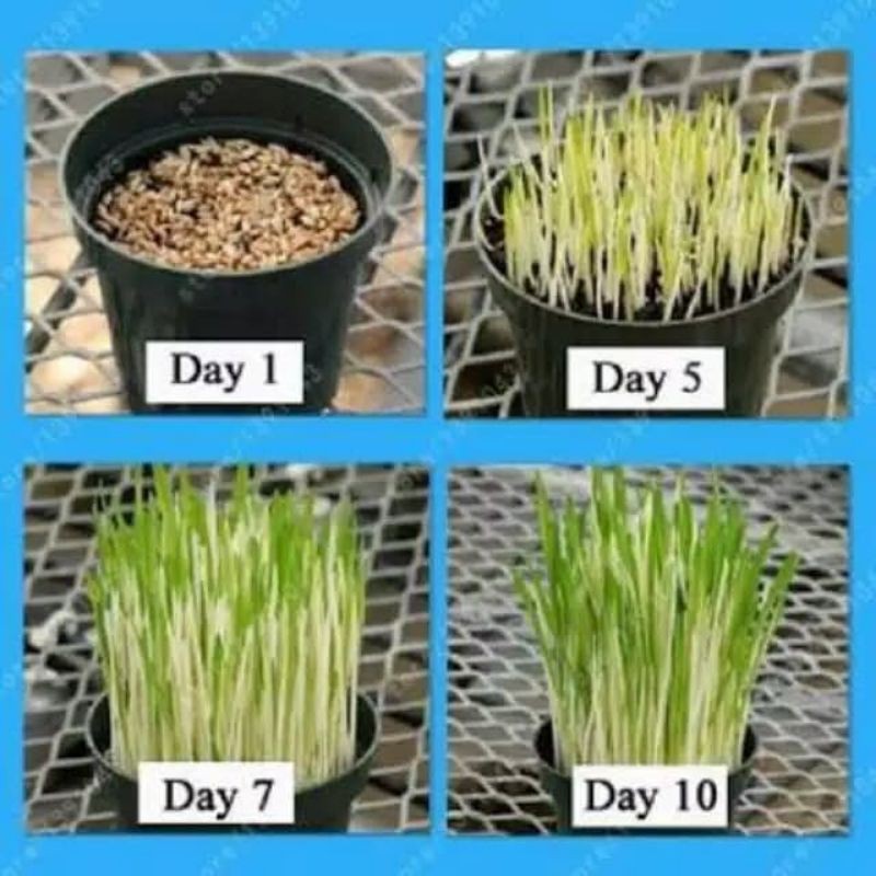 benih rumput kucing 1kg / cat grass / benih wheat grass bukan catnip / benih rumput gandum / benih wheatgrass rumput tortoise