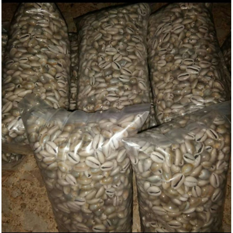 Biji congklak/kuwuk kerang asli 1 kg