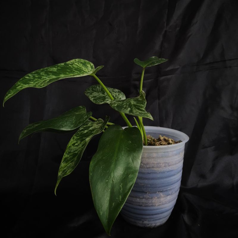 Philodendron Giganteum Marble