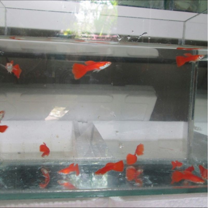 ikan hias gapi/gappi/guppy AFR sepasang indukan