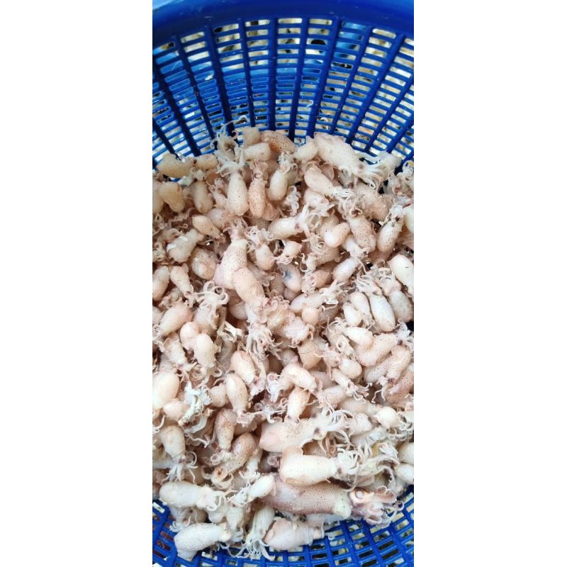 

IKAN CUMI MEDAN 1 Kg