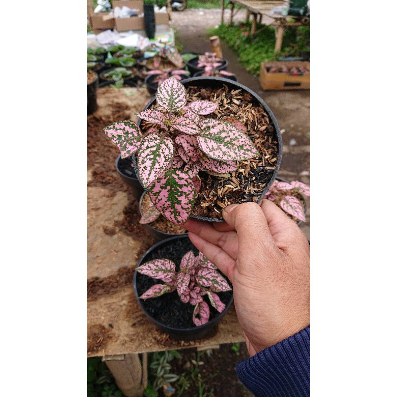 Tanaman Hias Bunga Hipotes Pink Holland(Toko Bunga Murah Bandung).