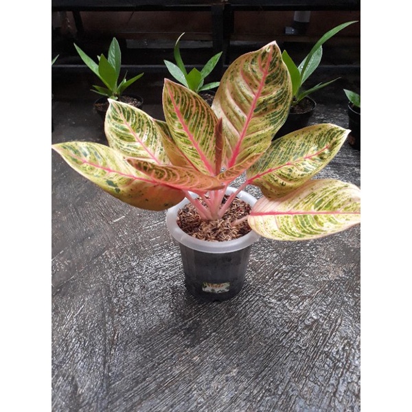 Aglaonema Kresna warna nilai sendiri
