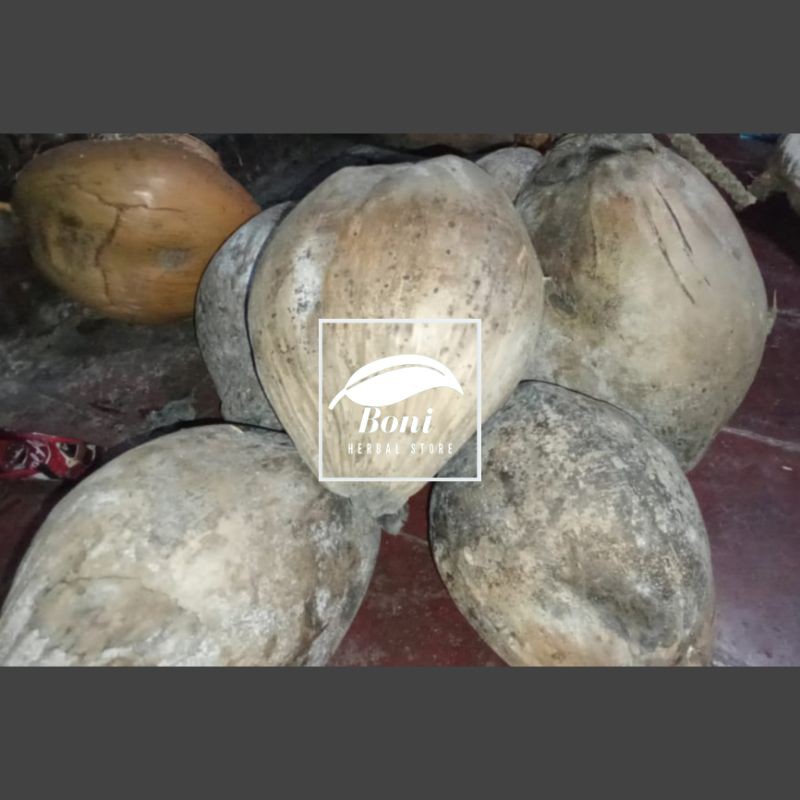 

Buah Kelapa Kering ukuran Sedang
