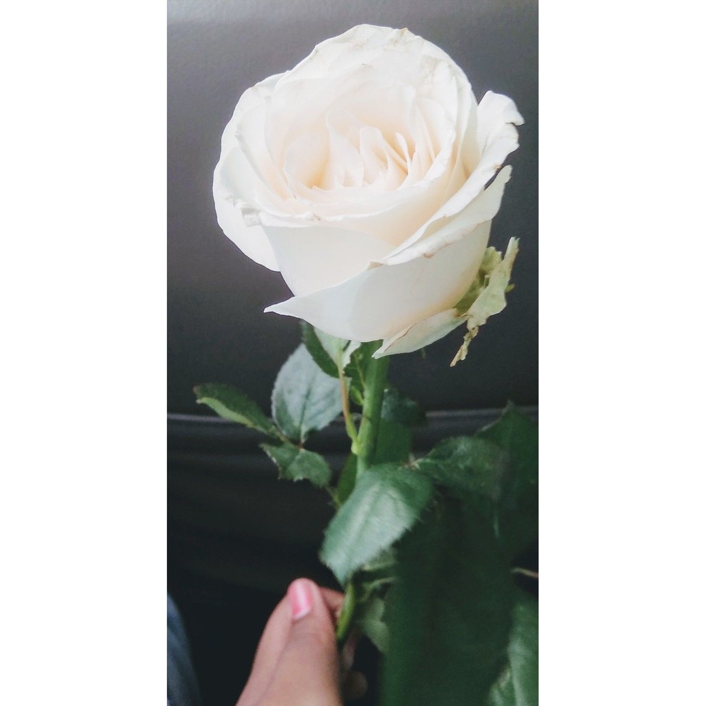 tanaman bunga mawar hidup rose kondisi kuncup / berbunga bunga besar wangi mawar 3