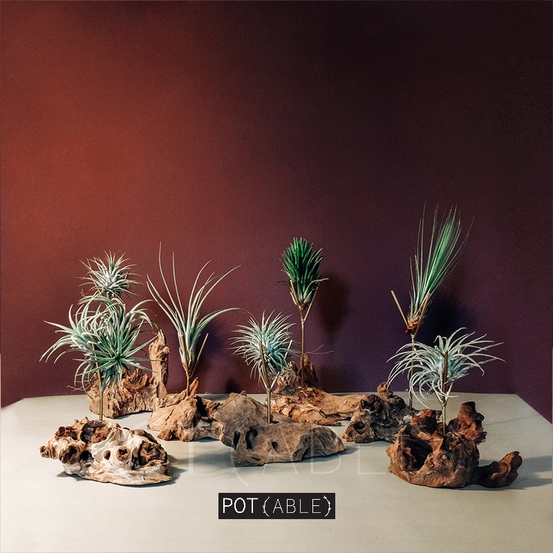 Tillandsia Holder - Pegangan, Gantungan Tillandsia / Display Airplant / Pot Tillandsia