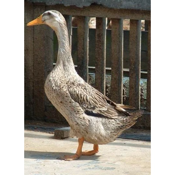 

TELUR FERTIL BEBEK ALABIO PETELUR HANDAL UNTUK DI TETASKAN