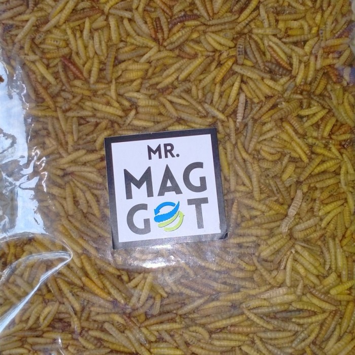 maggot kering 1kg bsf (TERLENGKAP)