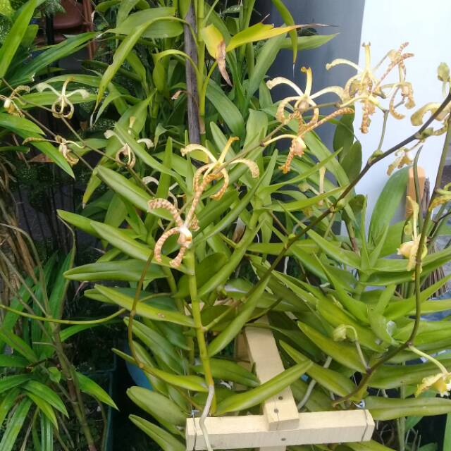 Anggrek tanah kalajengking