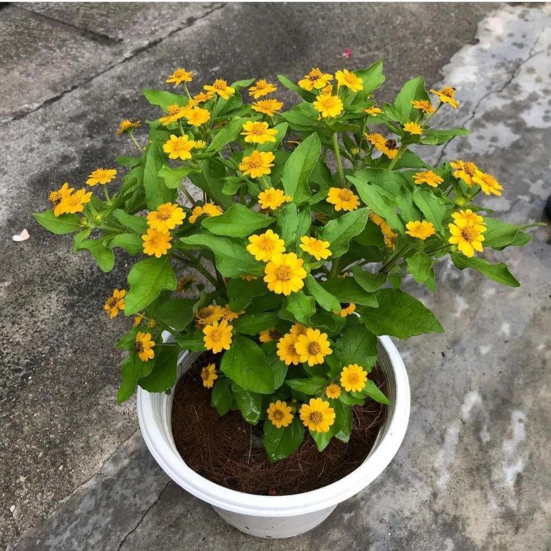 Butter daisy kuning tanaman seribu bintang / bibit tanaman hias bunga