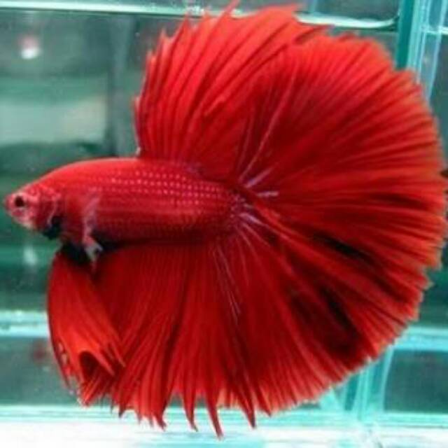  Tempat  Jual  Ikan Hias Di  Batam 