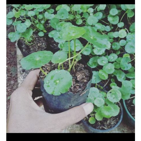 pegagan herbal - tanaman pegagan - pohon pegagan