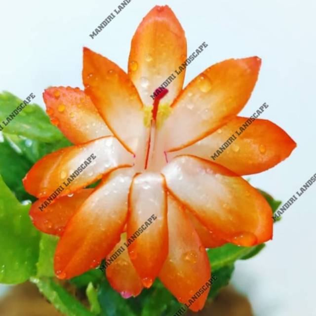 Tanaman Hias Wijaya Kusuma Bunga Orange -bunga hidup murah-bunga wijaya kusuma-bunga gantung