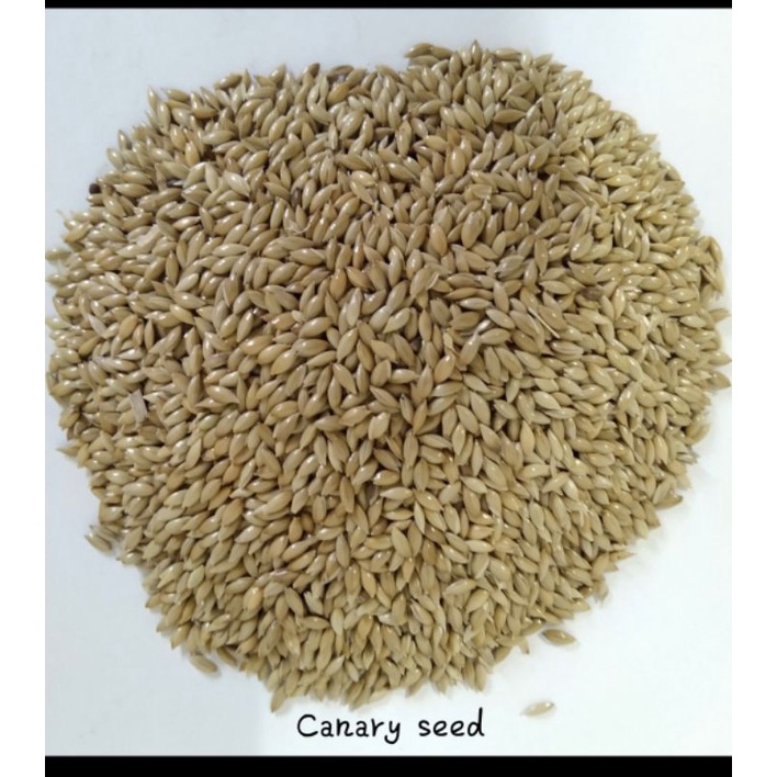kenari seed merk vita biji pakan burung kenari