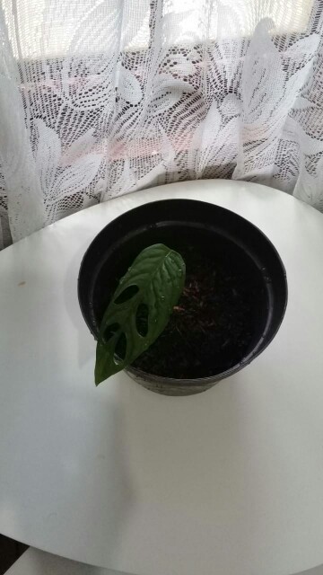 Janda Bolong Andasoni ( Foto Real )