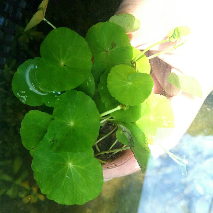 

Kalengbuah- Hydrocotyle Leucocephala -Buah-Kaleng.