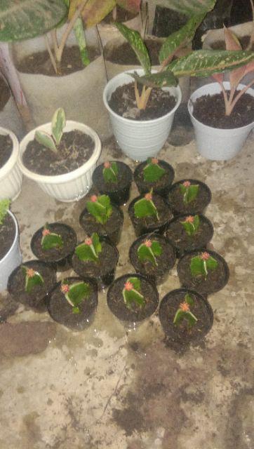 Paket Kaktus Mini Warna Lokal Free Pot 8 Cm