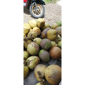 kelapa muda kelapa ijo