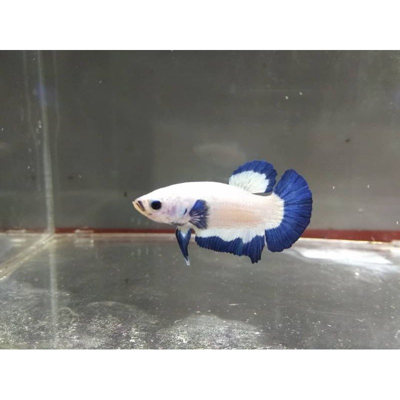 

Cupang Blue Rim