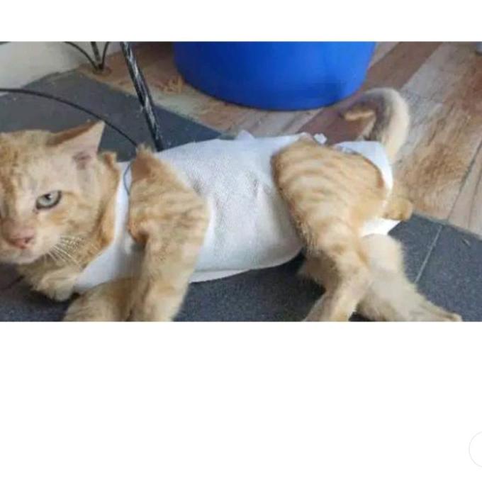 Promo Gurita Grita Baju Kucing Pasca Operasi