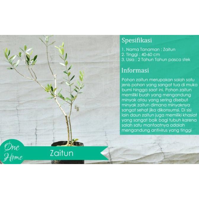 Jual Pohon Zaitun Olive Tree Indonesia Shopee Indonesia