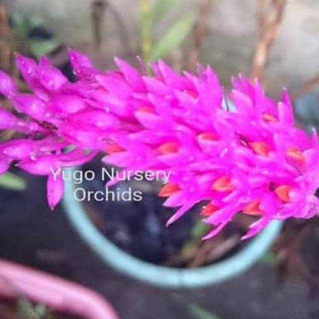 Dendro scundum Anggrek Dendrobium merah scundum anggrek Dendrobium spesies murah Anggrek asli jawa