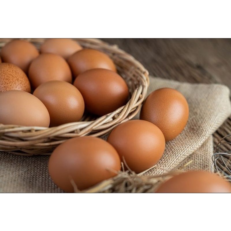 

Telur ayam negeri per kg,Telur ayam Termurah