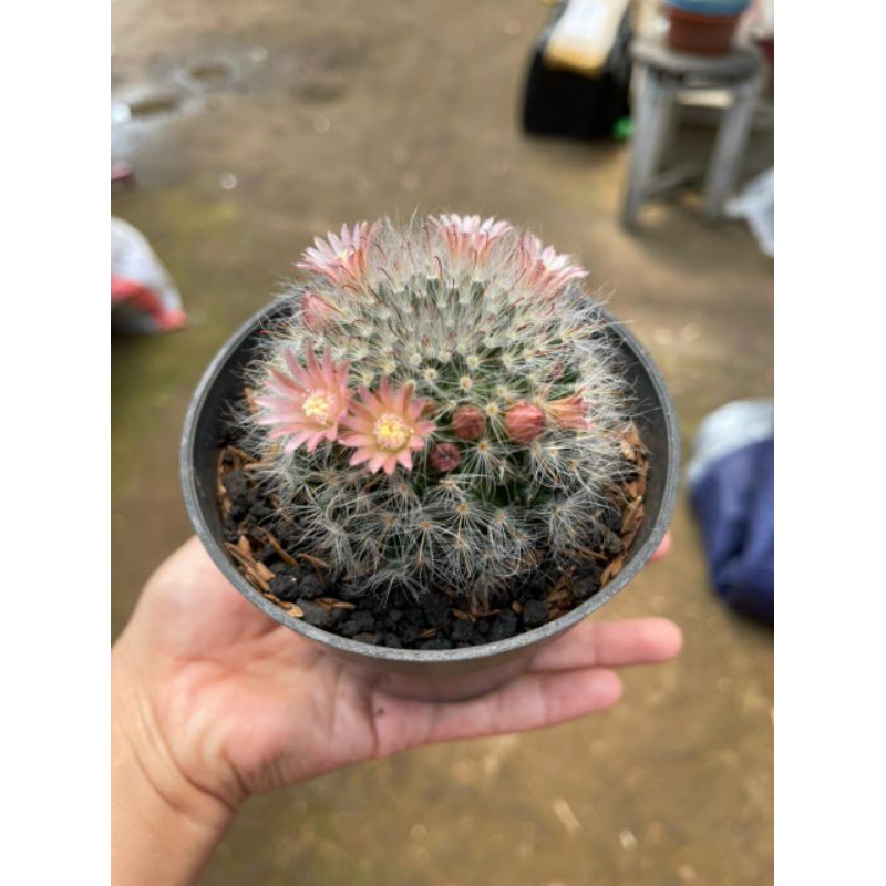 Kaktus Mammilaria Bocasana Rose