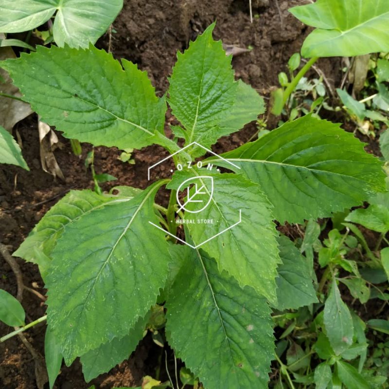 

Daun Sintrong atau Jalintrong Segar kemasan 500gram