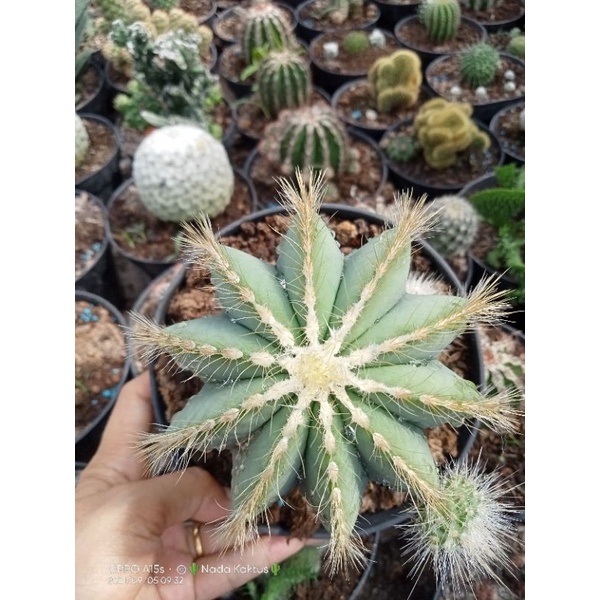 Parodia Magnifica/kaktus noto besar on pot 15 cm/kaktus ownroot