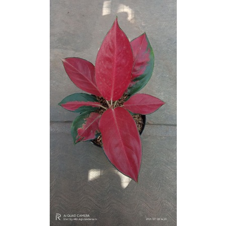 Aglaonema Red Ayu/RHCP size remaja (pembelian 10 pohon 50 ribuan)