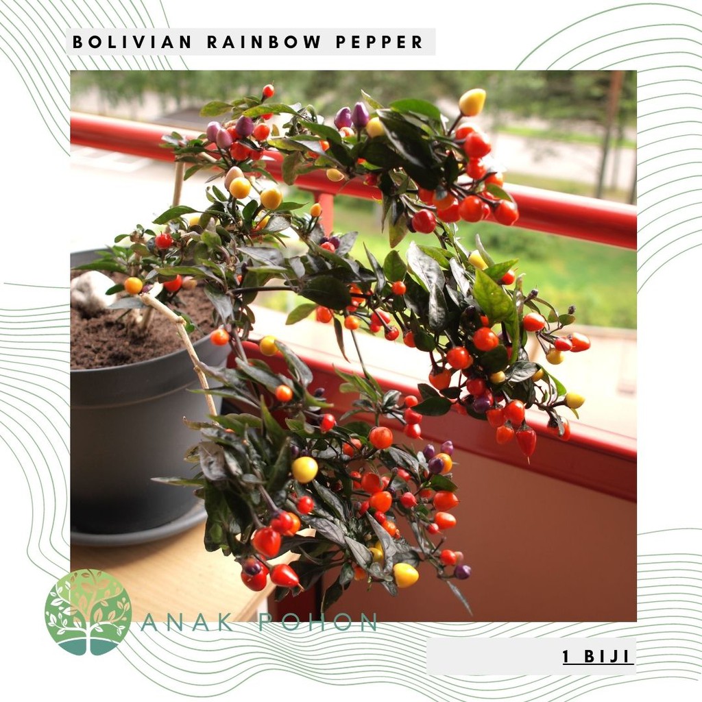 Benih Bibit Biji - Cabai Pelangi Multiwarna Cabe Bolivian Rainbow Pepper