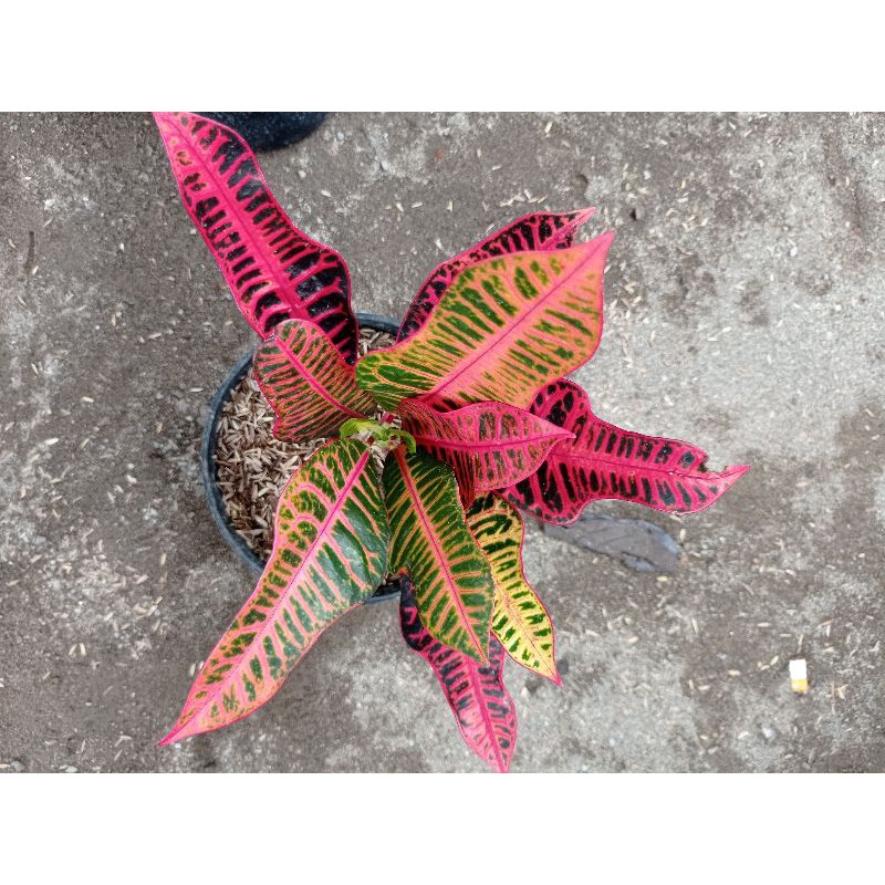 bibit tanaman hias bunga puring pink meridian