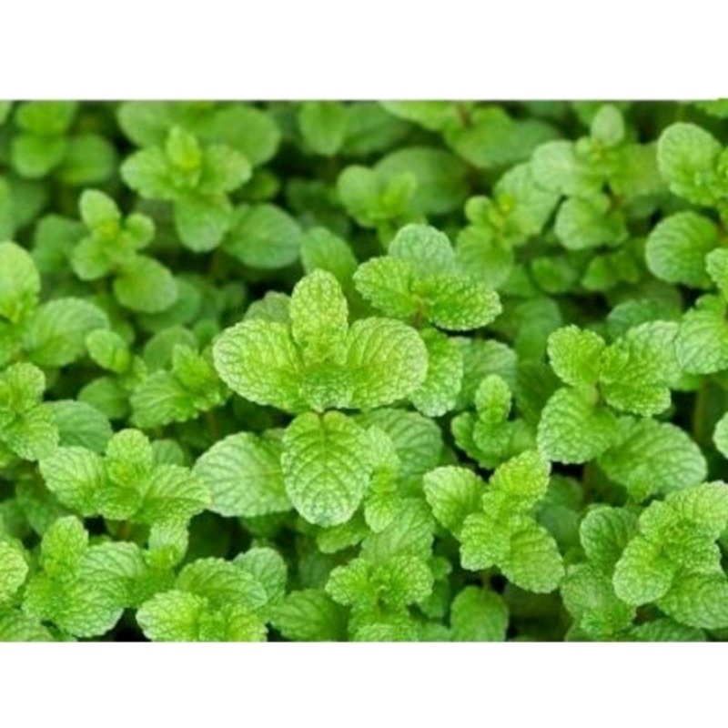 

Daun Mint Organik 13 Lembar #pepermint #fresh