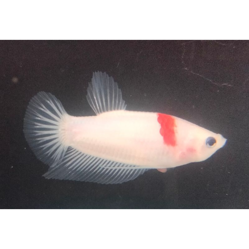 Cupang Plakat Koi Tancho Male Real Pict