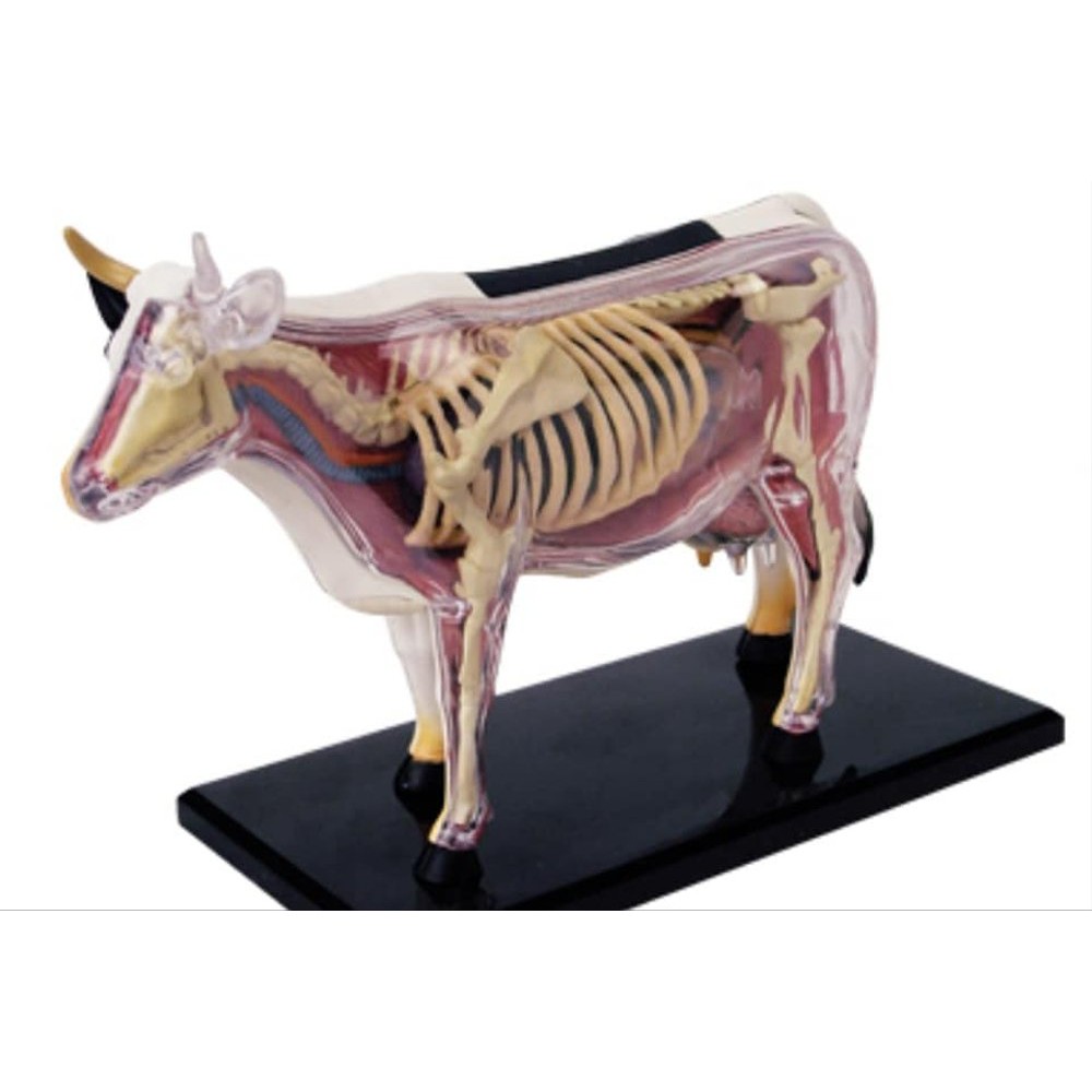 Anatomi Model -Sapi- Animal Model -Cow-