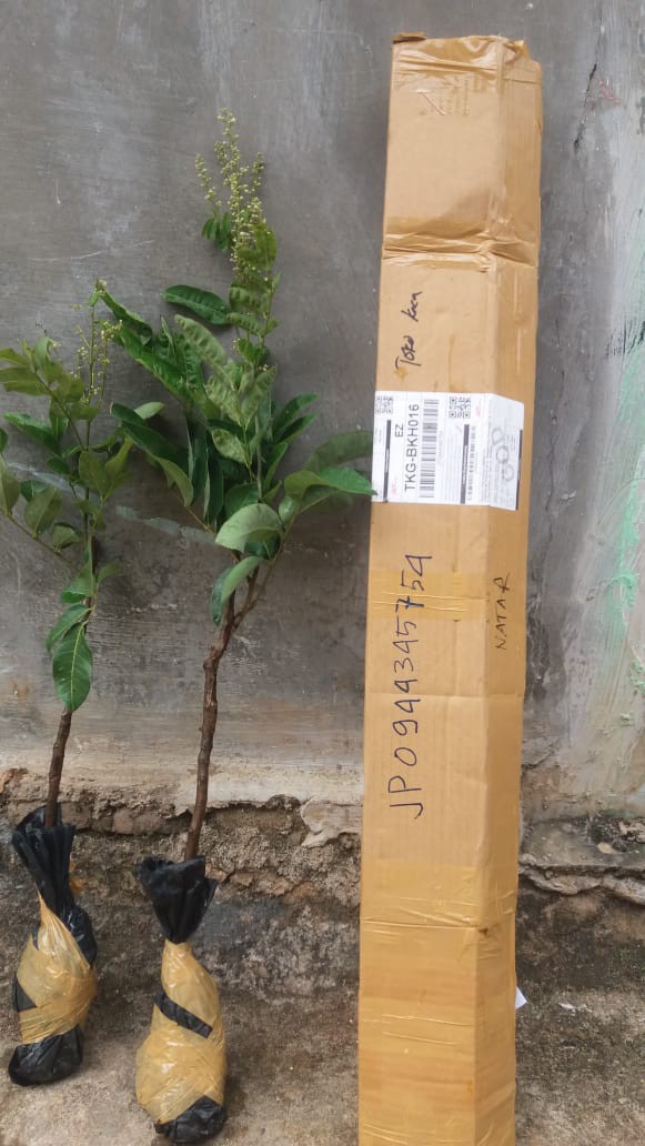 Bibit Kelengkeng Matalada Hasil Okulasi ( Beli 2 Bonus Pupuk Npk )