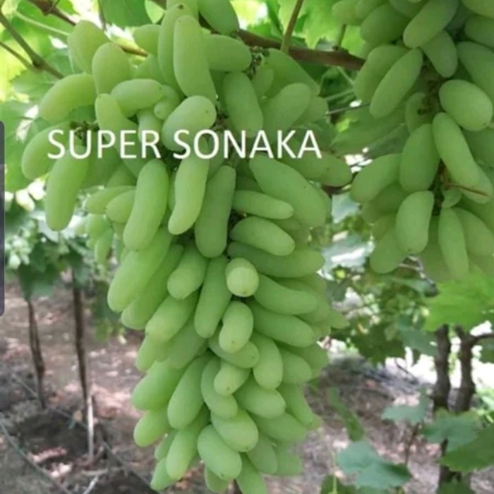 

Anggur Import ningrat/sultan jenis SUPER SONAKA