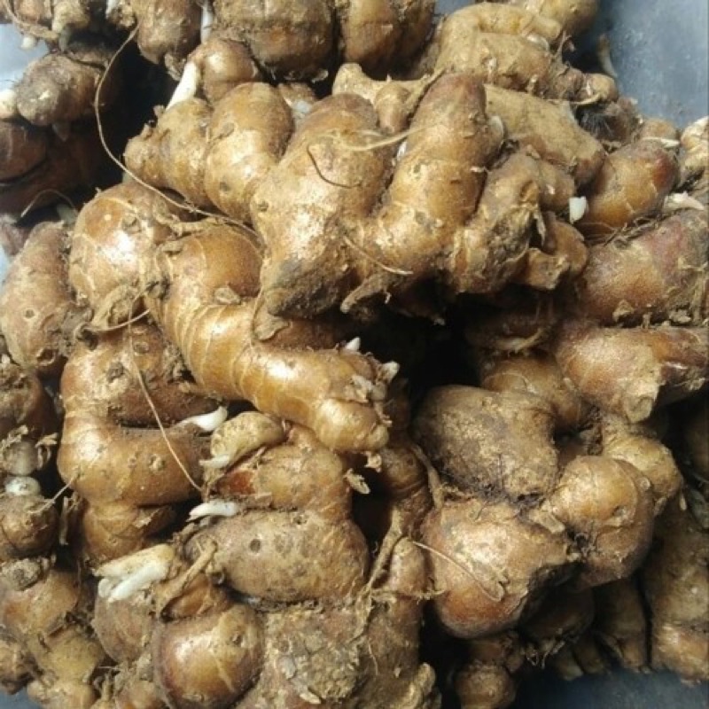 

Kencur 1 kg Rp 20.000