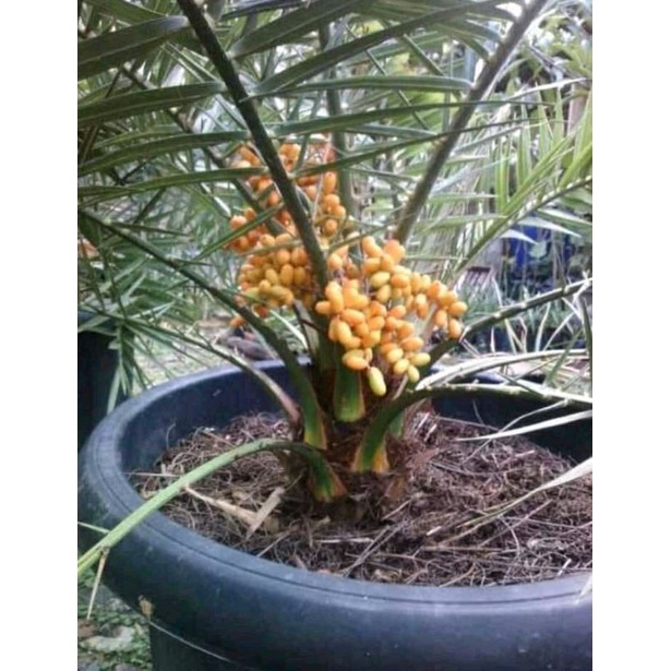bibit kurma tropis (jantan+betina)