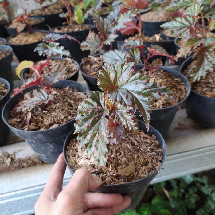 Bag-Sleeping- Tanqn Hias Begonia Rex Walet - Begonia Merah -Sleeping-Bag.