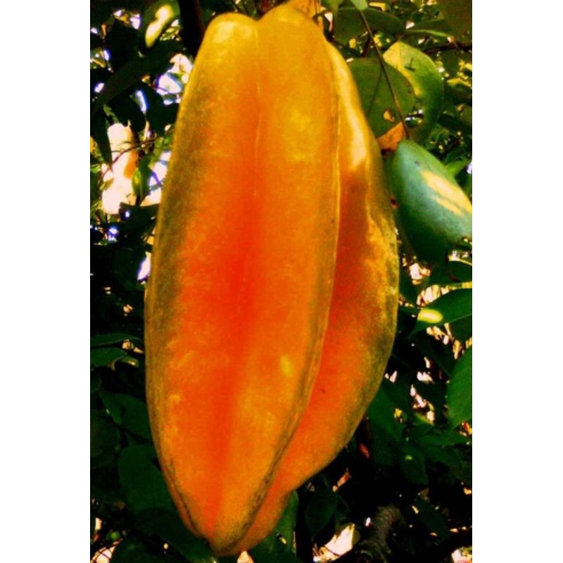 BIBIT BELIMBING MADU